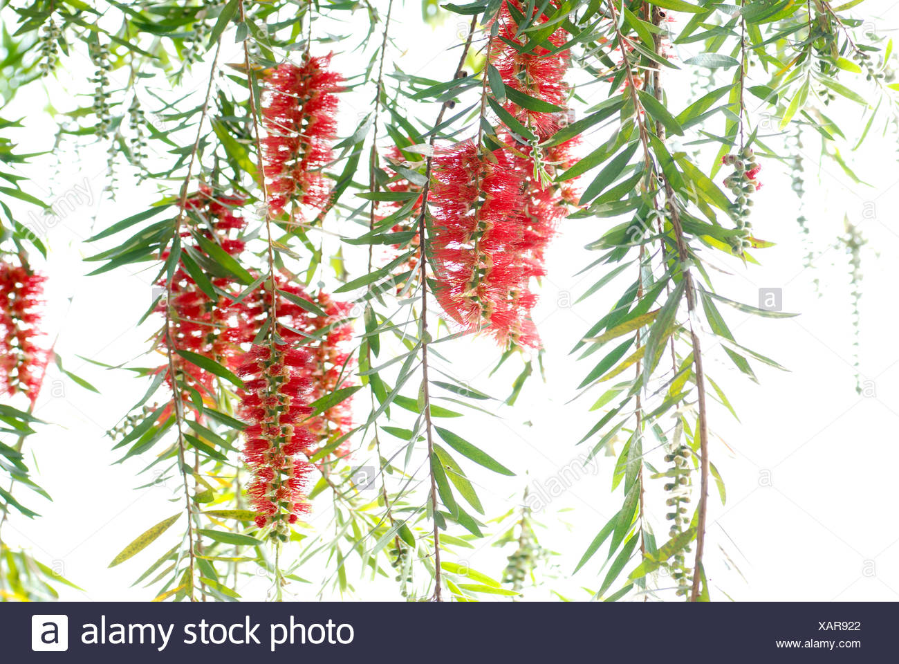 Bottle Brush Tree High Resolution Stock Photography and Images - Alamy