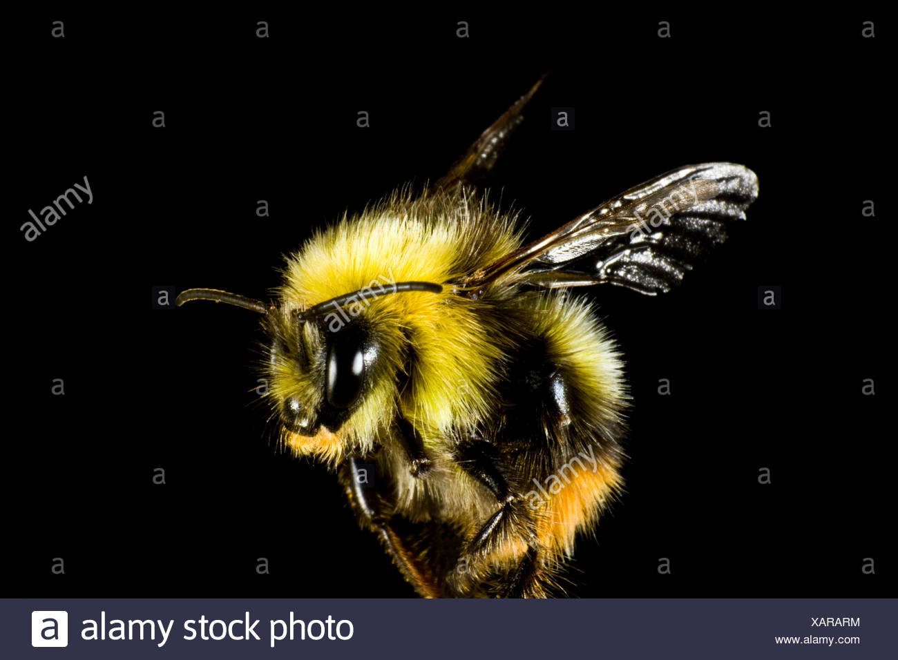 Short Haired Bumblebee Stock Photos Short Haired Bumblebee Stock