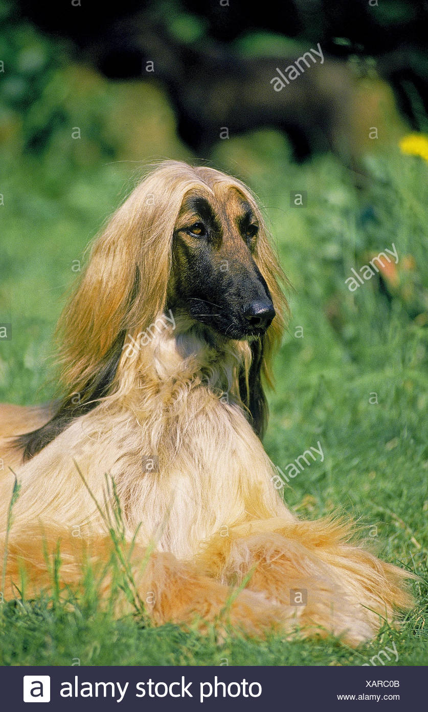 Afghan Hound Adult Laying Down On Grass Stock Photo 282026763