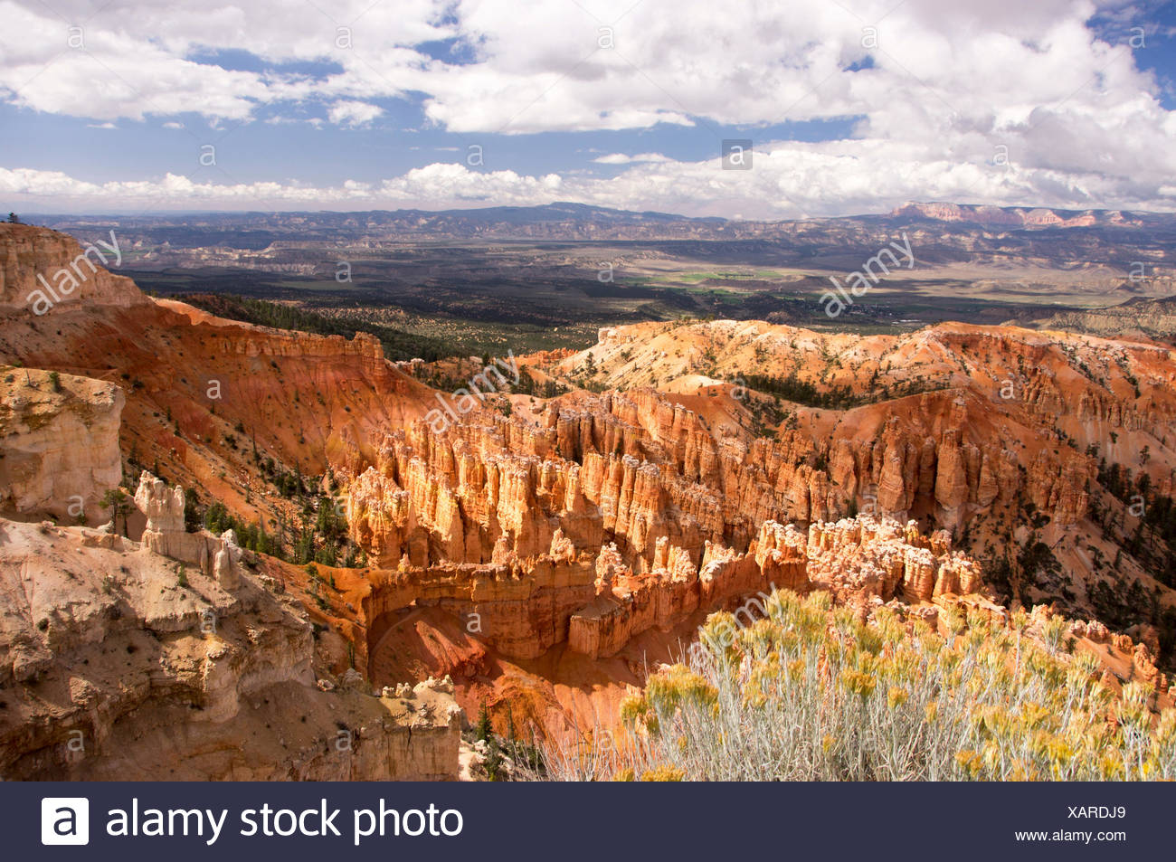 Amphitheatre of Bryce Canyon, USA, Utah, Bryce Canyon National Park Stock Photo