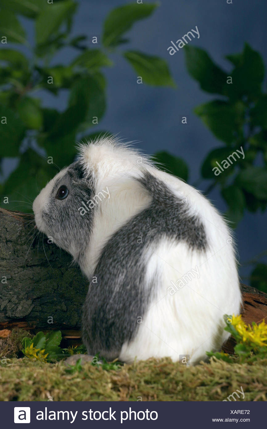 ridgeback guinea pigs