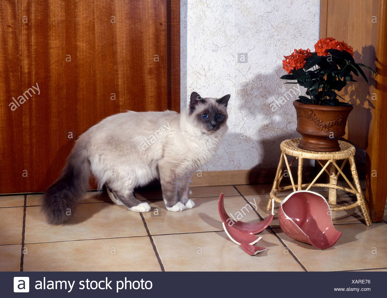 Broken Vase High Resolution Stock Photography and Images Alamy