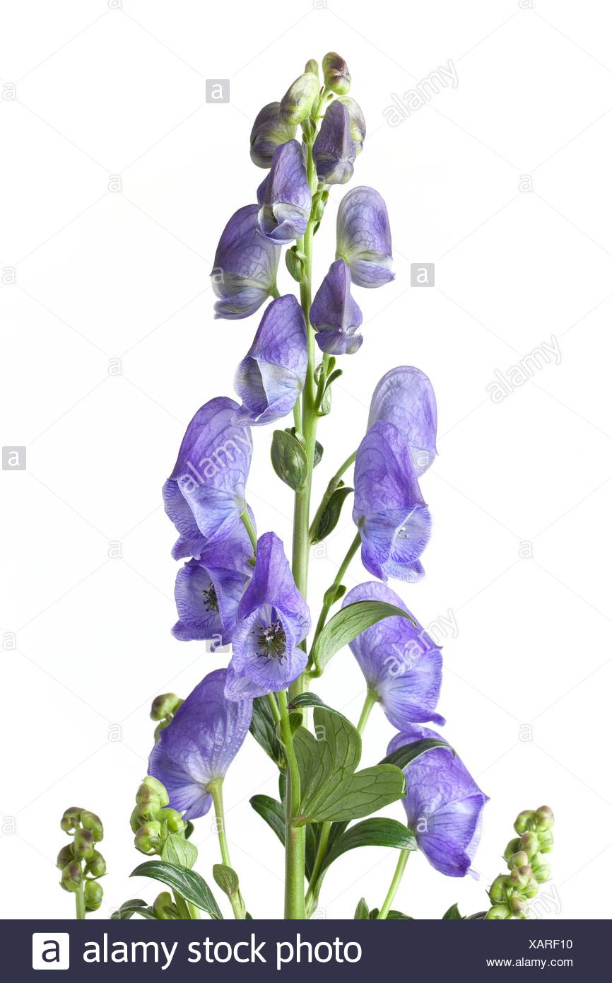 Aconite (poisonous) High Resolution Stock Photography and Images Alamy