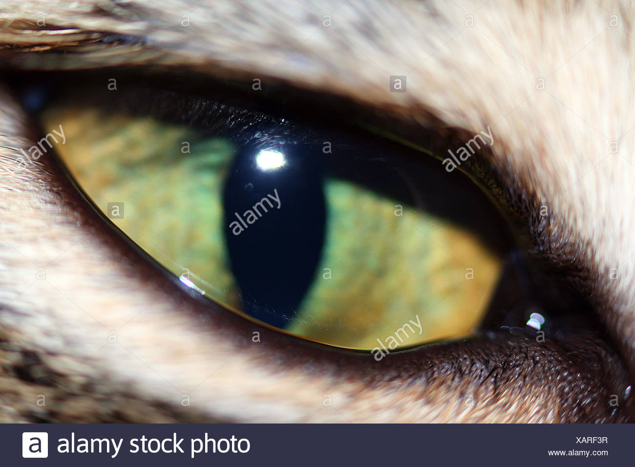 Katzenauge Stock Photos & Katzenauge Stock Images Alamy