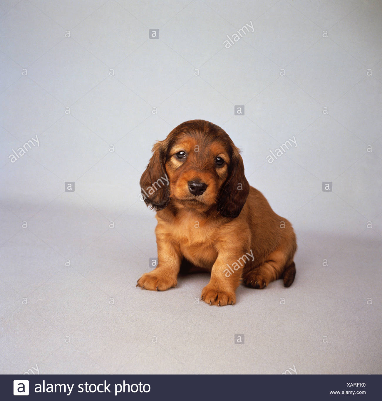 Long Haired Dachshund Puppy Cut Out Stock Photos Long Haired