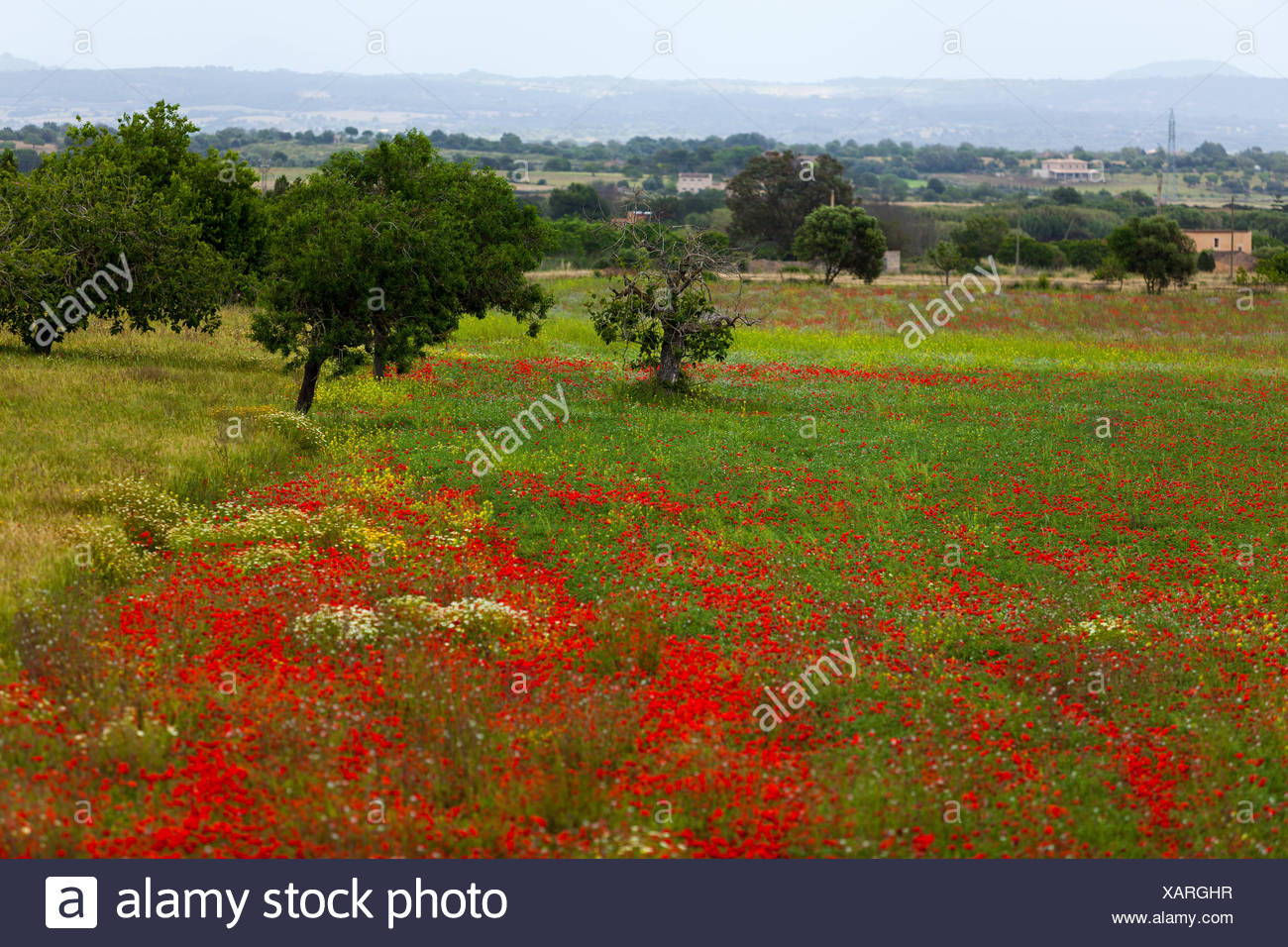 Bluhender Roter Mohn Blumen Im Feld Sommer Im Freien Landschaft Hintergrund Stock Photo Alamy