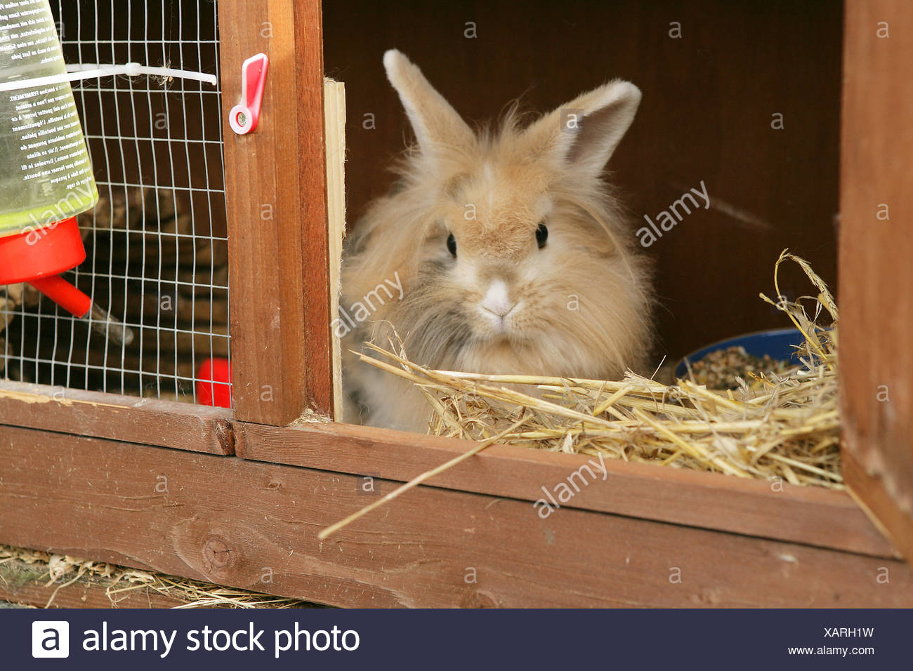 lionhead rabbit habitat