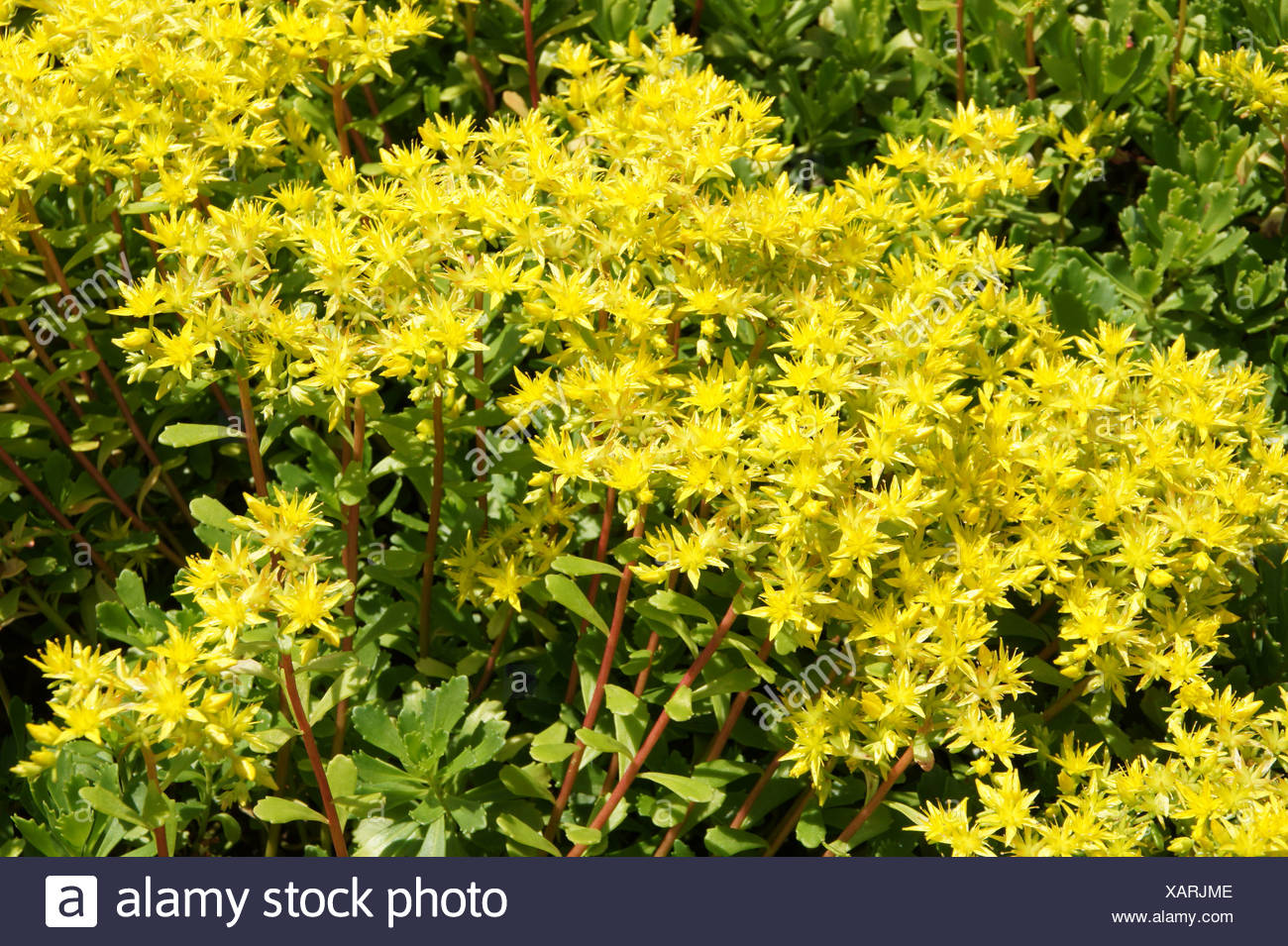 Stolon Stock Photos & Stolon Stock Images - Alamy