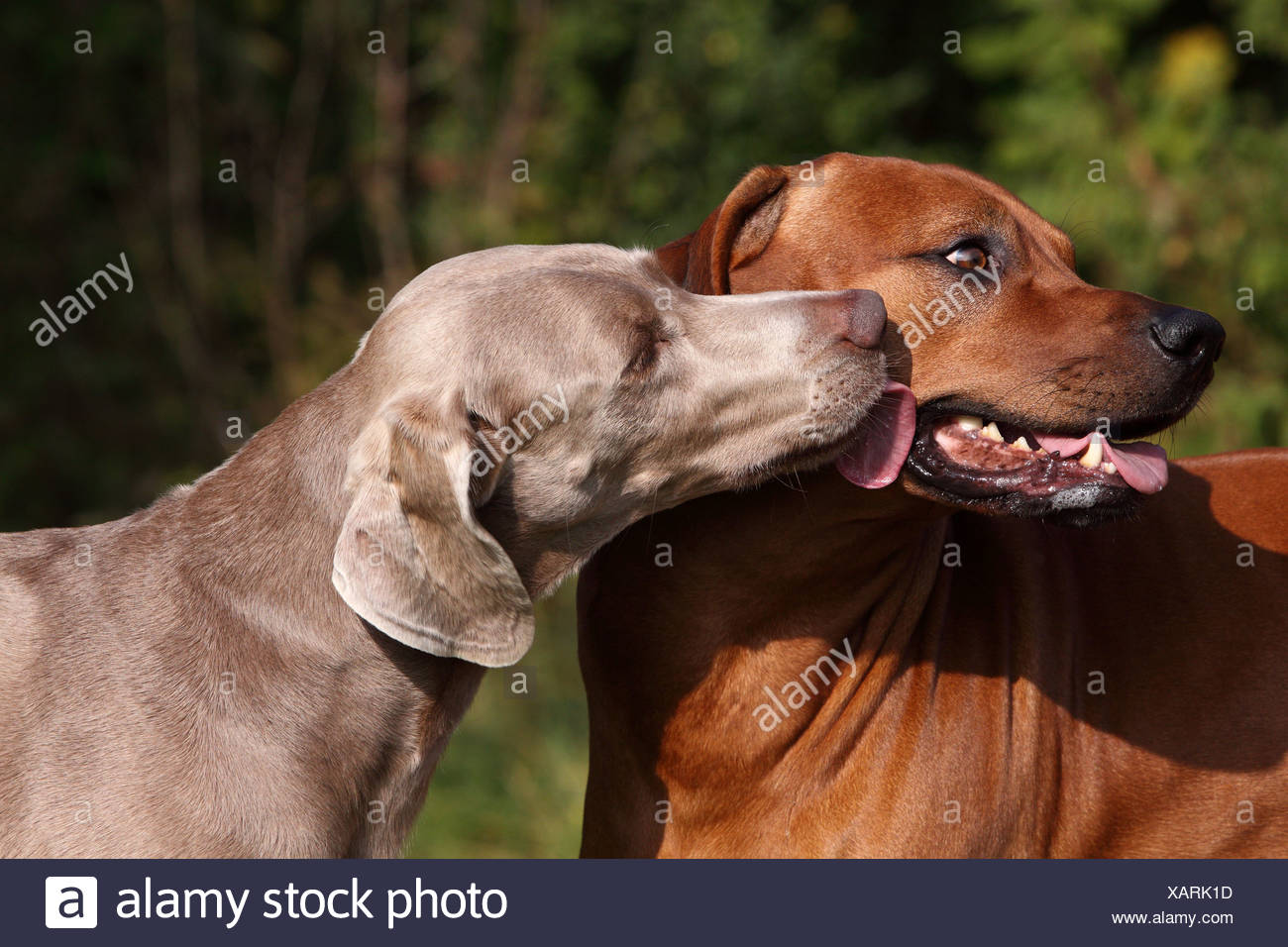 weimaraner ridgeback