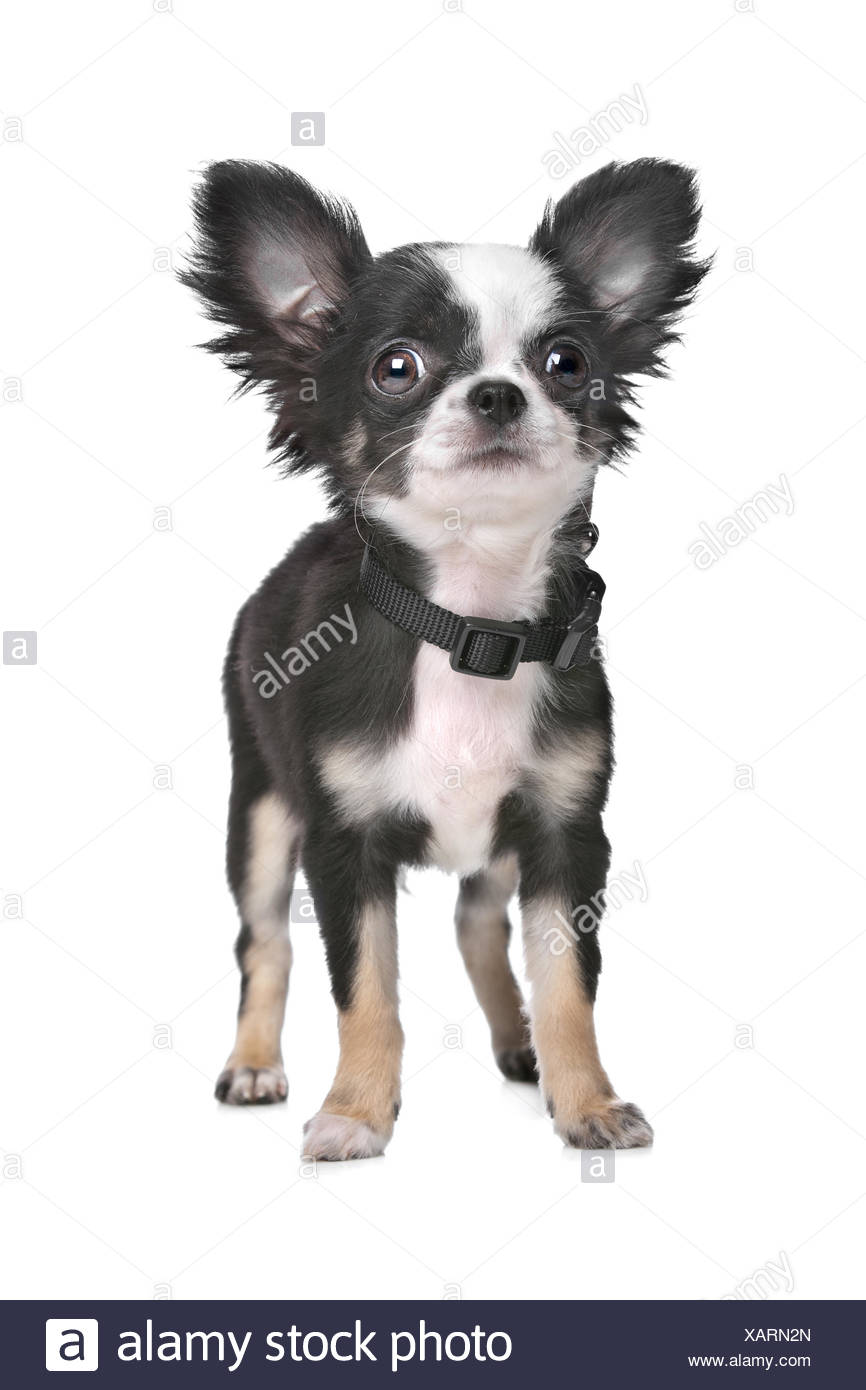 Long Haired Chihuahua Puppy Stock Photo 282033885 Alamy