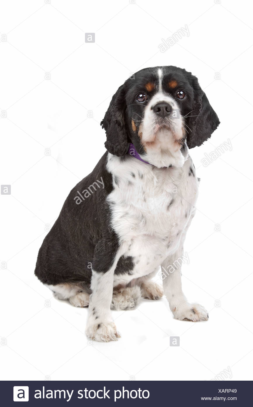 Cavalier King Charles Spaniel Stock Photo 282034713 Alamy