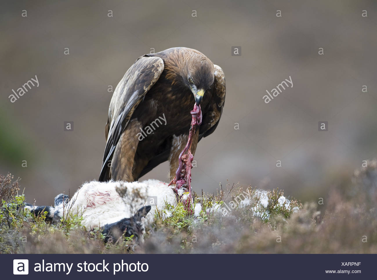 Golden Eagle At Lamb Carcass Aquila Chrysaetos Stock