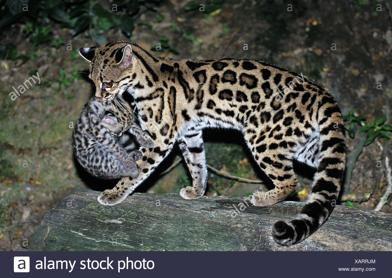 Page 2 Margay High Resolution Stock Photography And Images Alamy Page 2 Margay High Resolution Stock Photography And Images Alamy
