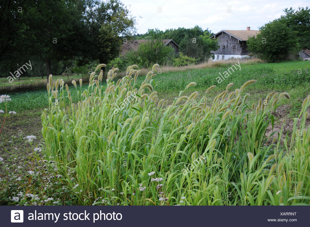 Foxtail Millet Setaria Italica High Resolution Stock Photography and ...
