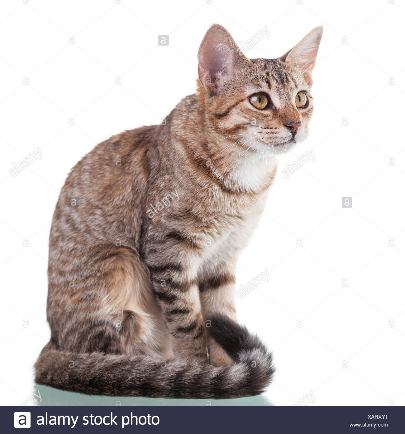 4 month old tabby kitten