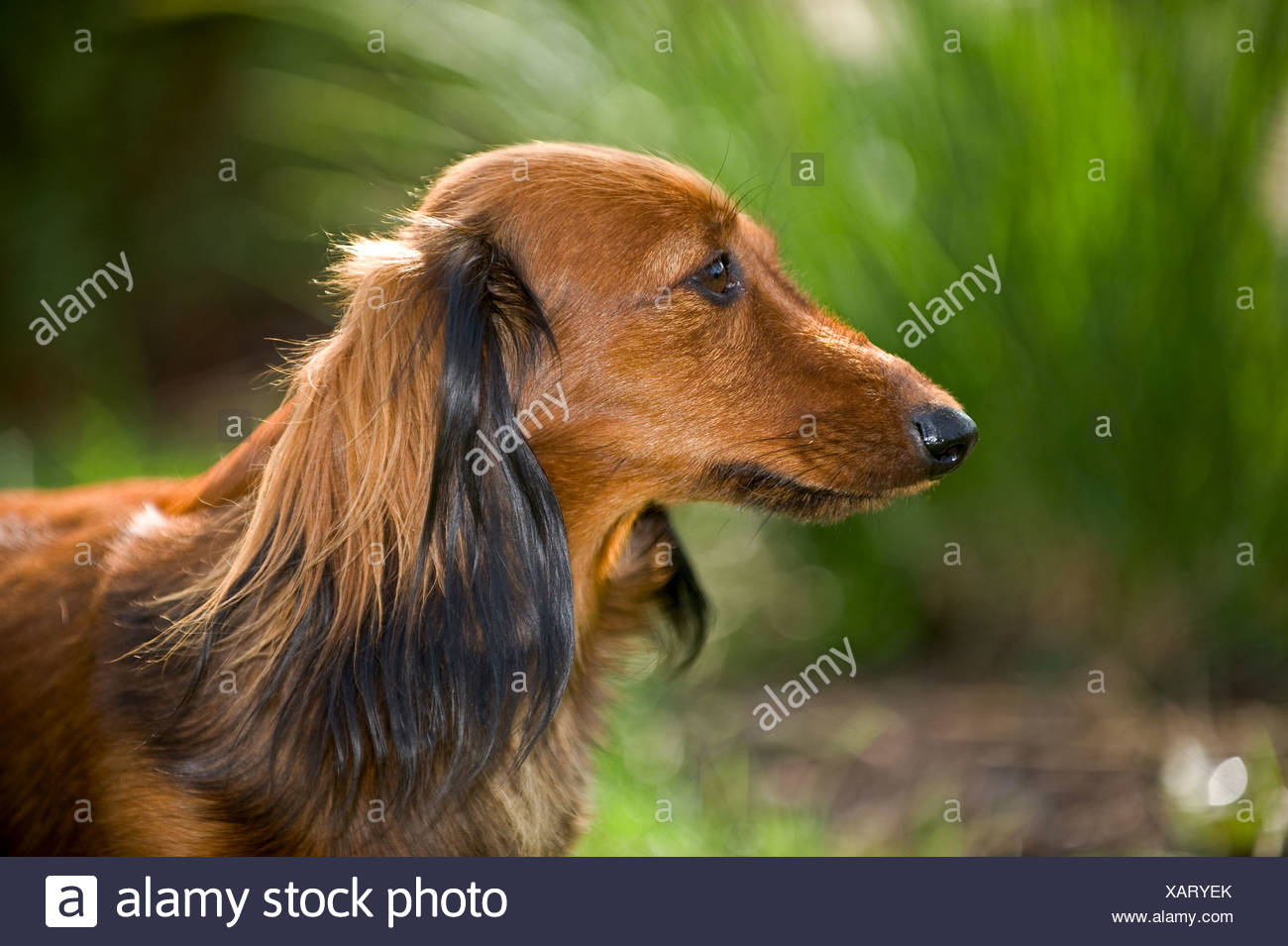 Long Hair Dachshund Stock Photos Long Hair Dachshund Stock