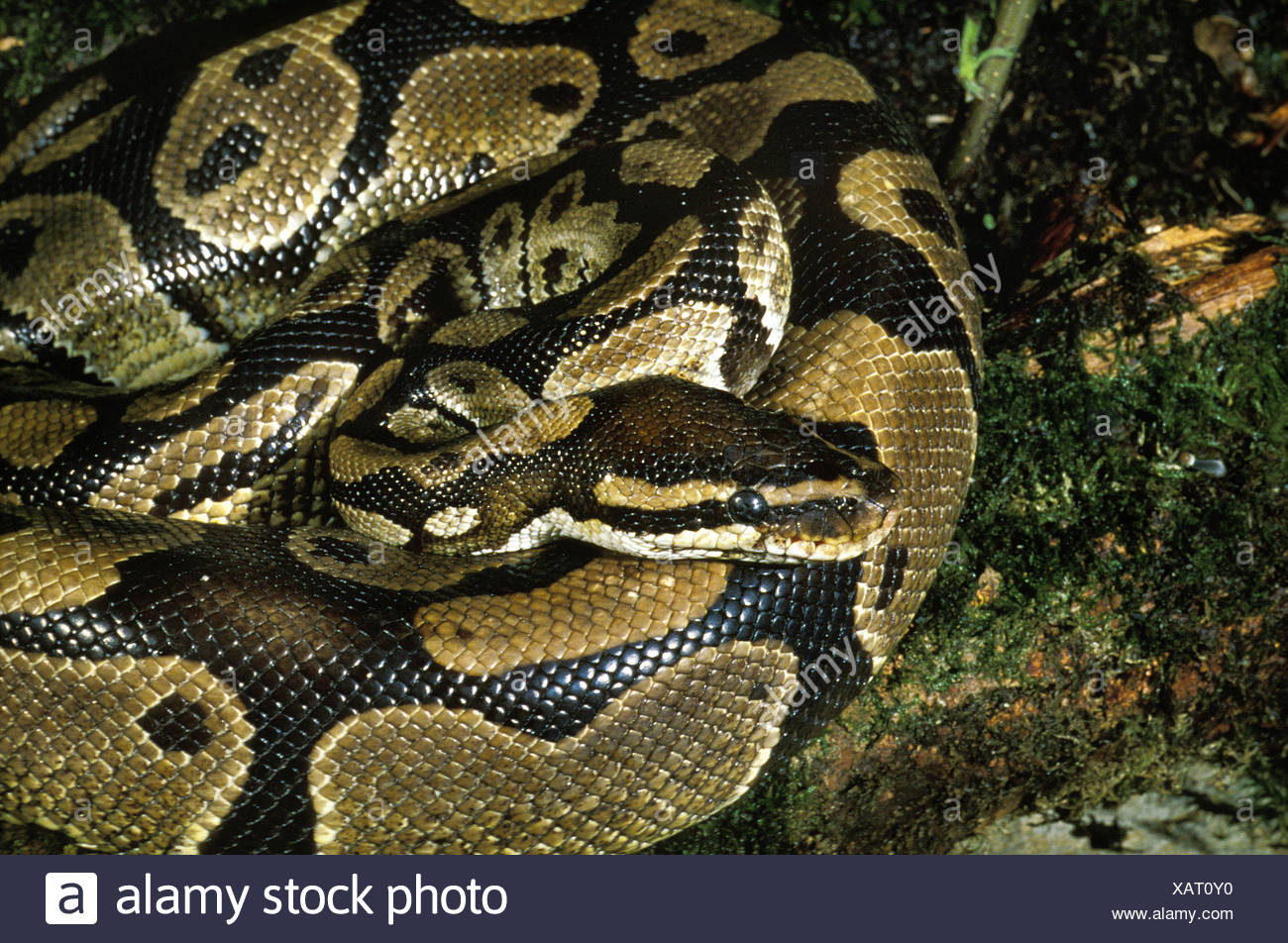 Royal Pythons Or Ball Pythons High Resolution Stock Photography and ...