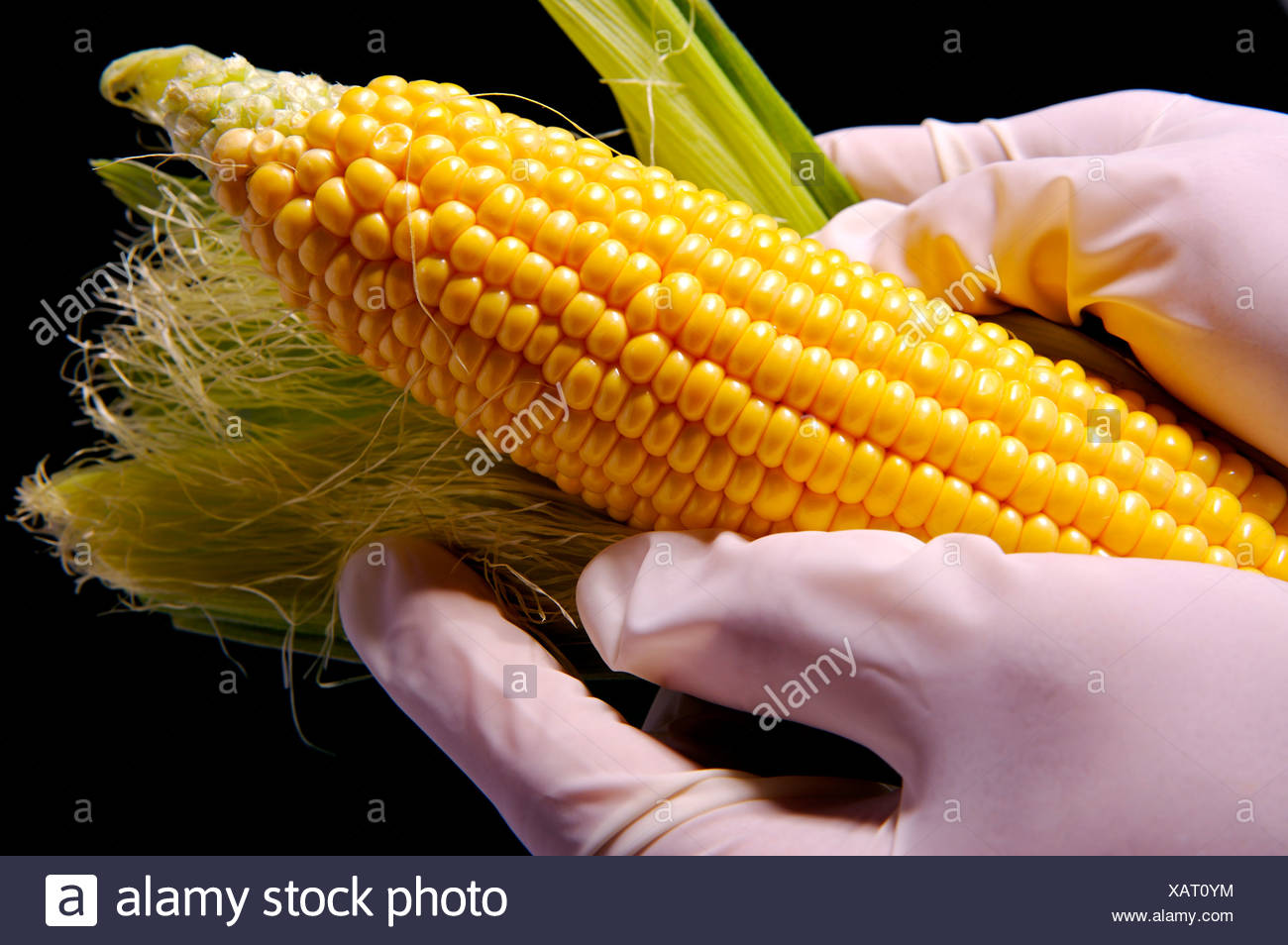 Modified Corn High Resolution Stock Photography and Images