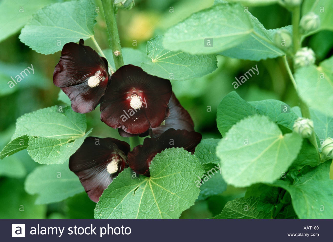 Alcea Rosea Nigra High Resolution Stock Photography And Images Alamy