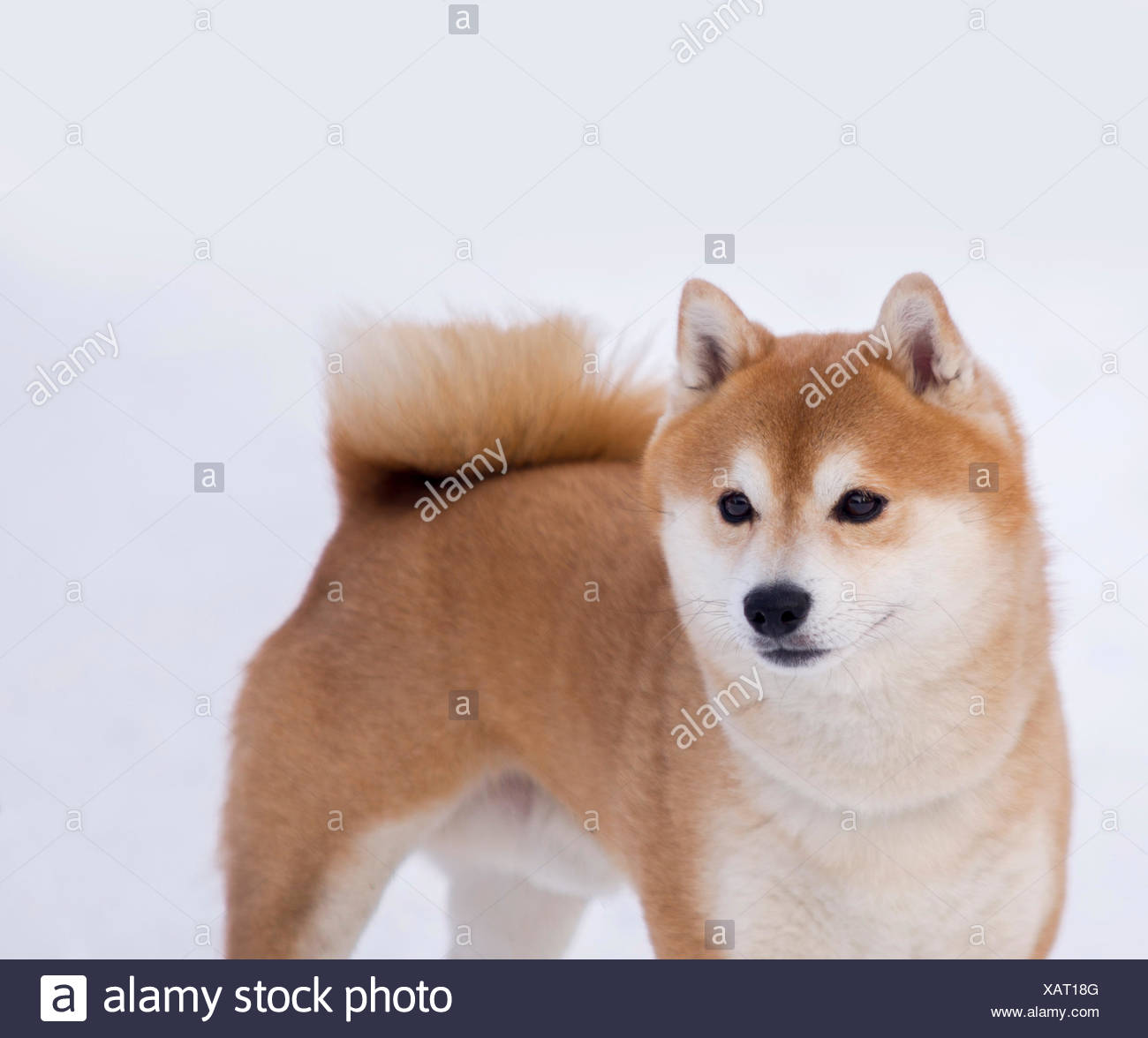 Shiba Inu Dog On White Background Stock Photo 282040320 Alamy