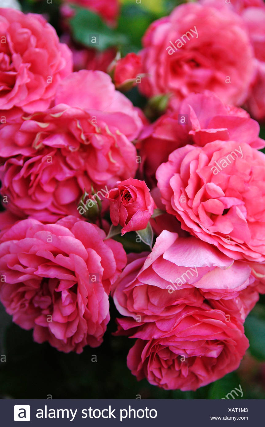 Pink Roses Rosa Stock Photo Alamy