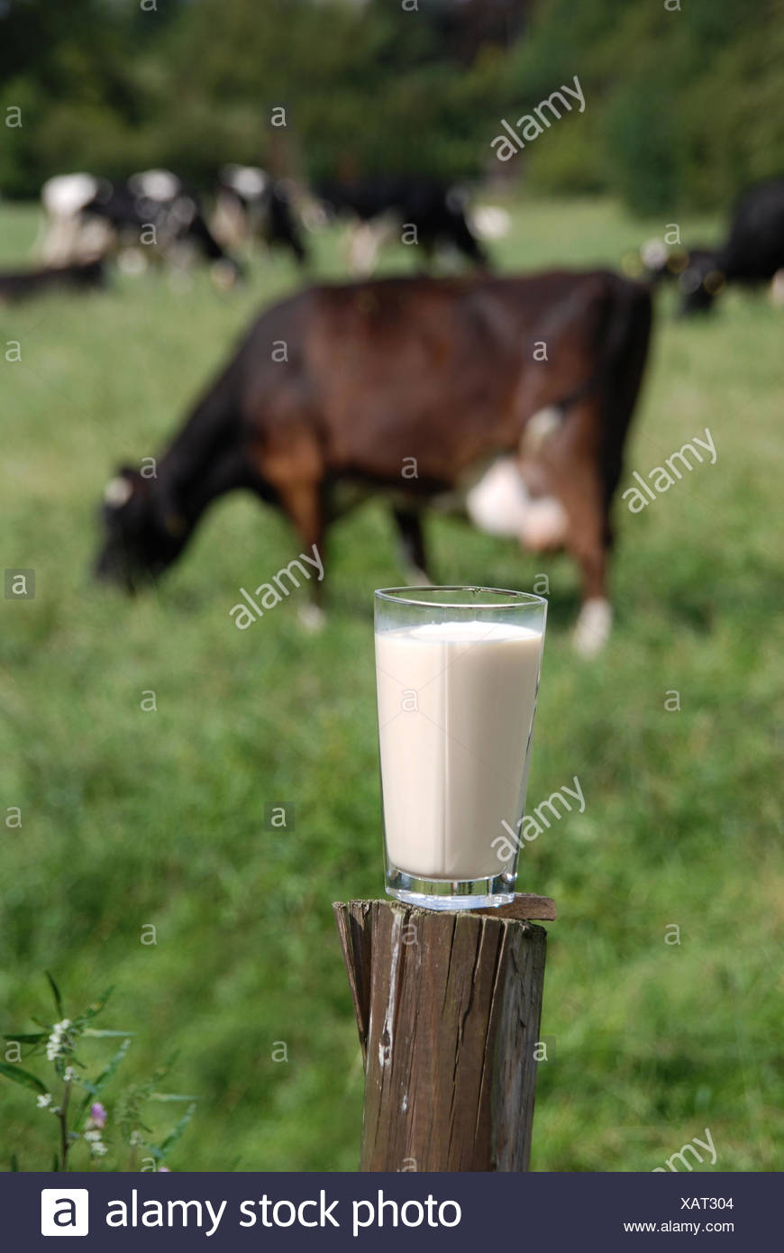 Milchpreise Stock Photos & Milchpreise Stock Images Alamy