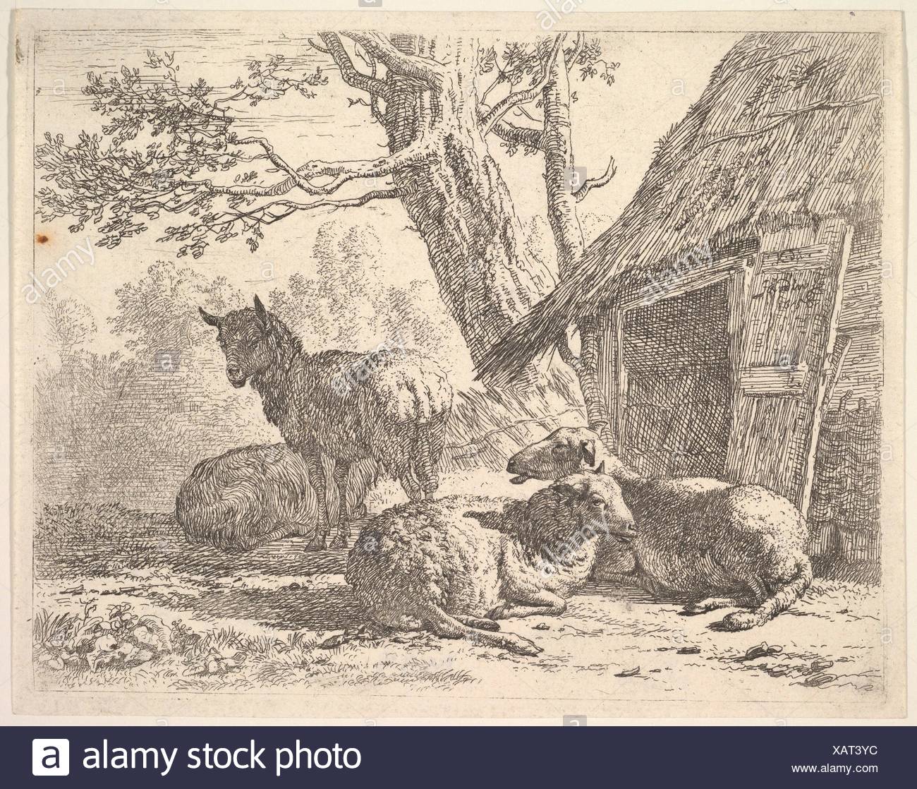 Four Sheep One Sheep Stands Among Three Others Lying On The