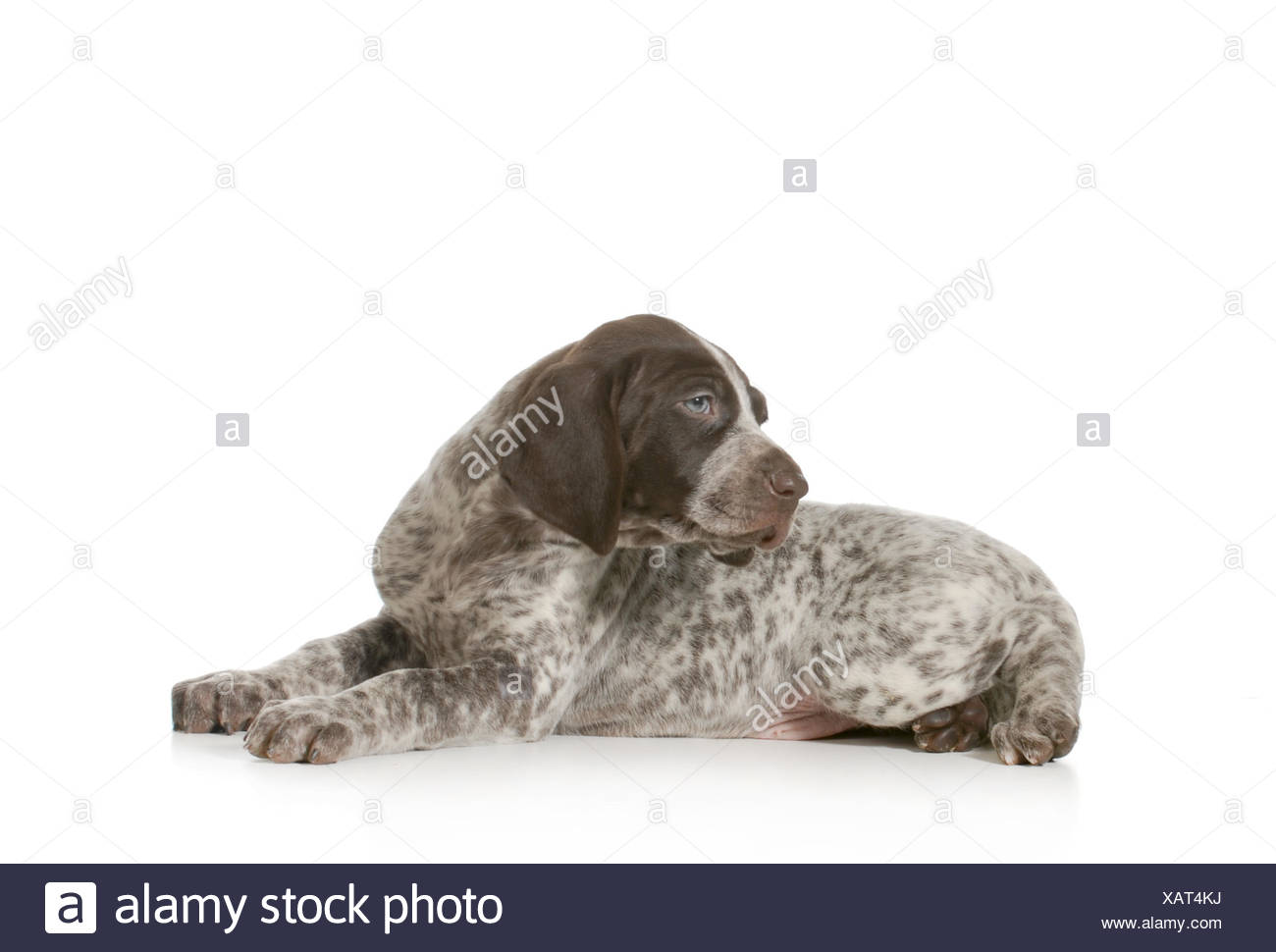 German Shorthaired Pointer Pup Cut Out Stock Images Pictures Alamy