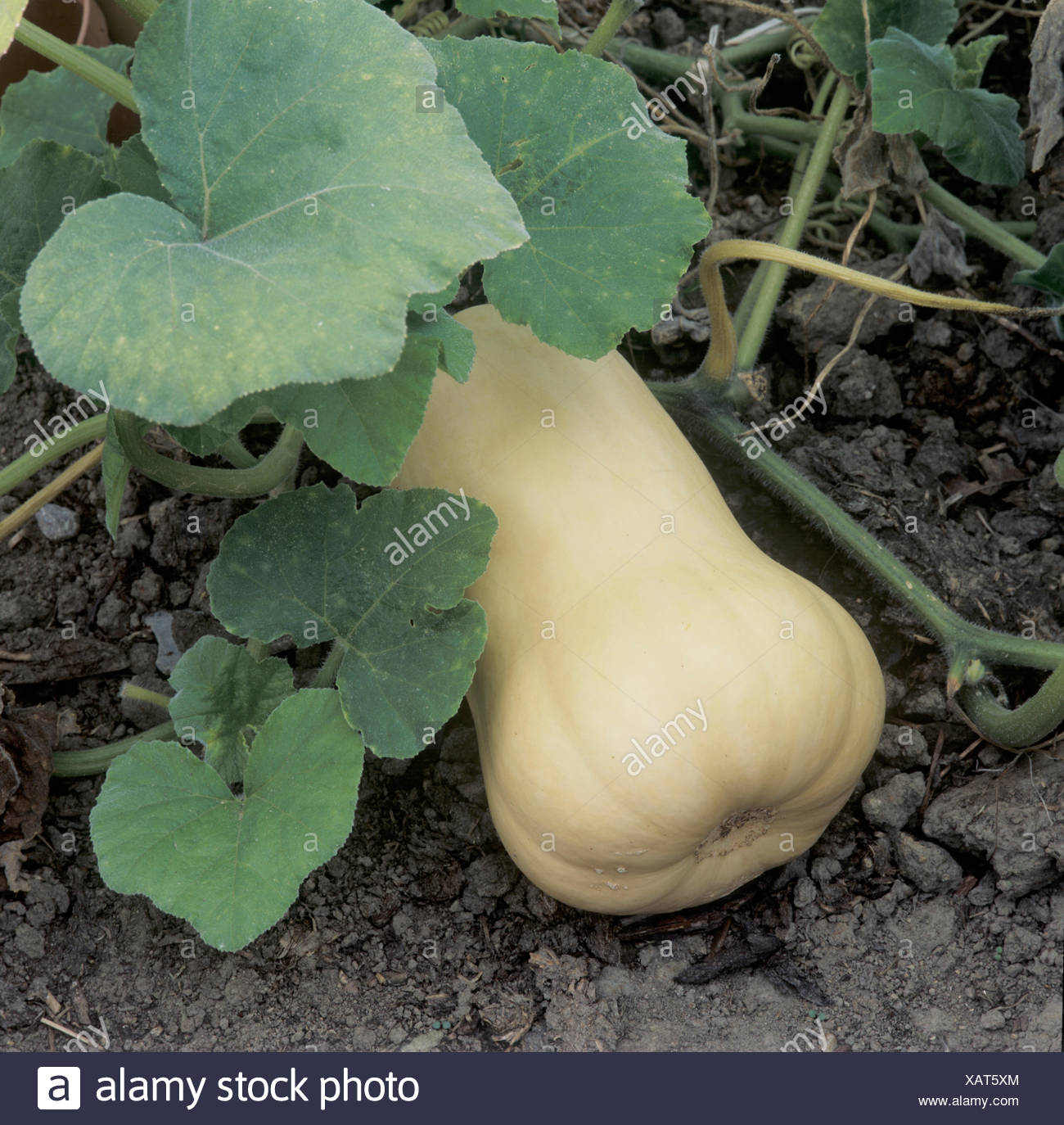 Butternut Squash Plant High Resolution Stock Photography and Images Alamy