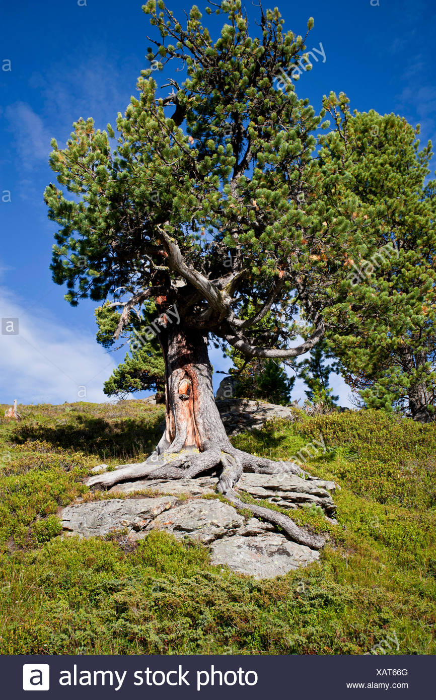 Tree Roots Scots Pine Pinus High Resolution Stock Photography and ...