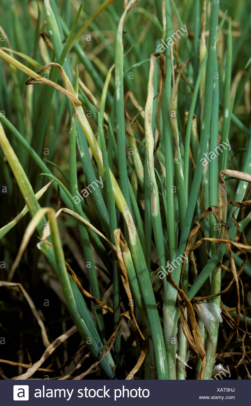 Purple Blotch High Resolution Stock Photography and Images - Alamy