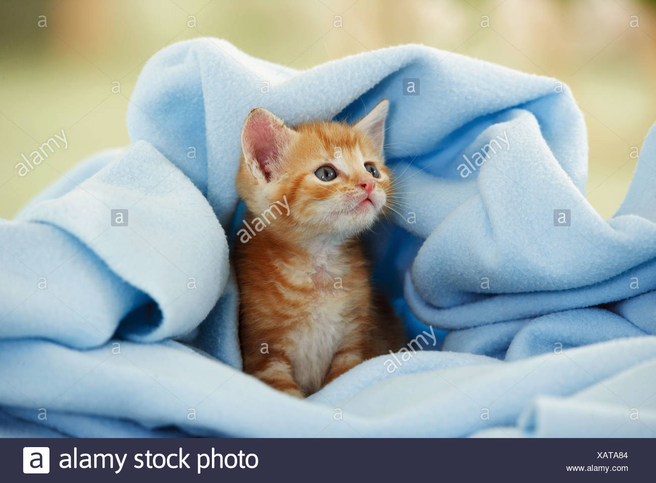 Domestic Cat Kitten In Blanket Stock Photo Alamy Domestic Cat Kitten In Blanket Stock Photo Alamy