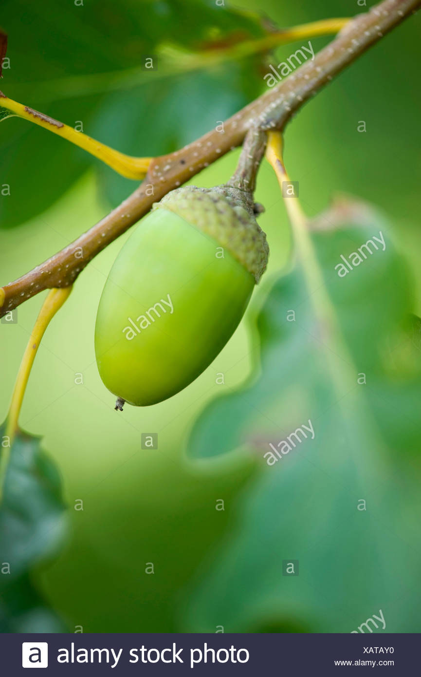 sessile-oak-quercus-petraea-acorn-high-resolution-stock-photography-and