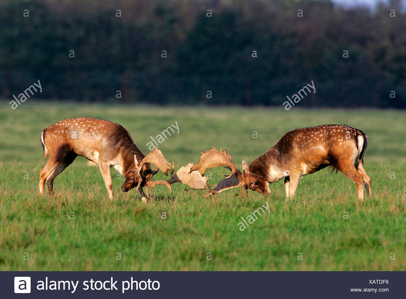 Fighting fallow deers during the rut - males (Cervus dama) (Dama dama) Stock Photo