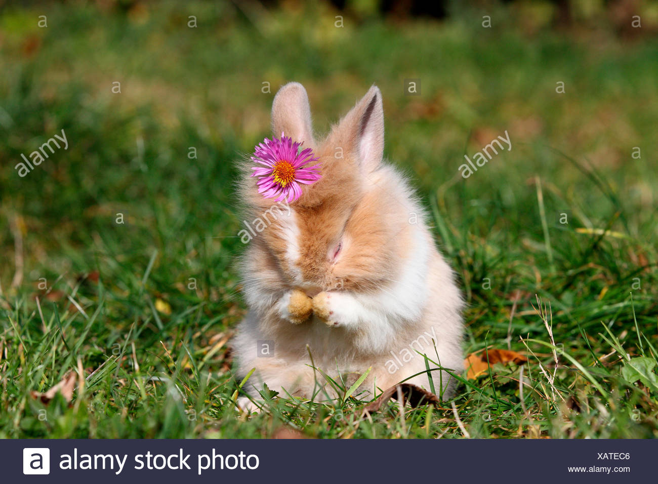 Lion-headed Dwarf rabbit. Young sitting on a meadow, grooming while wearing a pink flower on its head. Germany Stock Photo