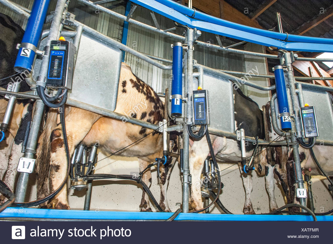 Automatic Cow Milking Machine Stock Photos & Automatic Cow Milking