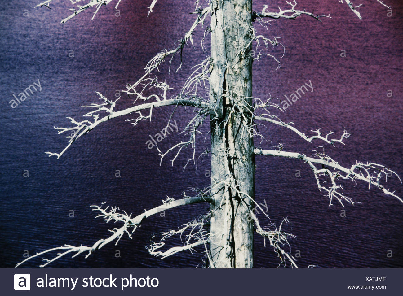 Dead Pine Tree Trunk Stock Photos & Dead Pine Tree Trunk Stock Images