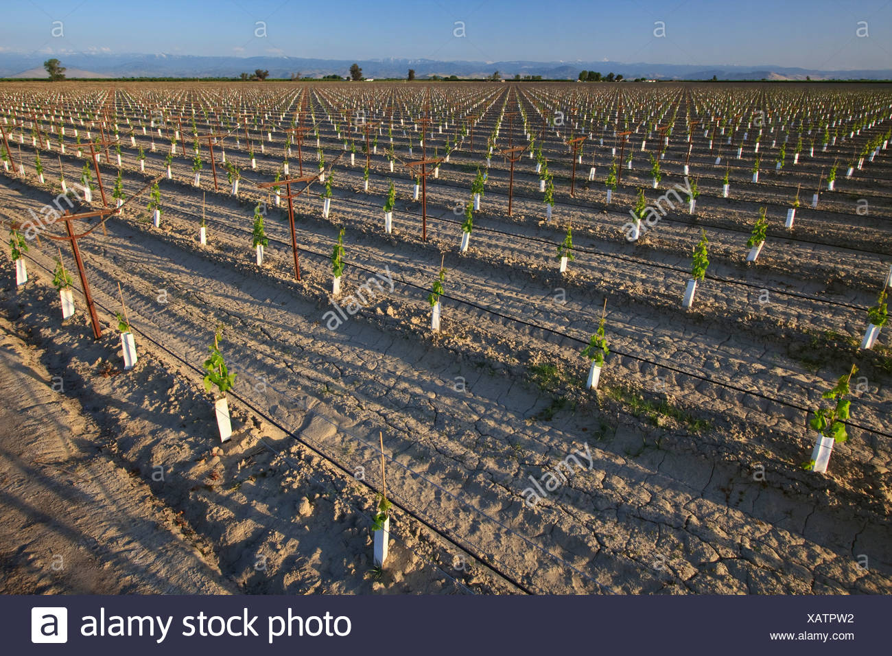 Grape Trellis High Resolution Stock Photography and Images Alamy