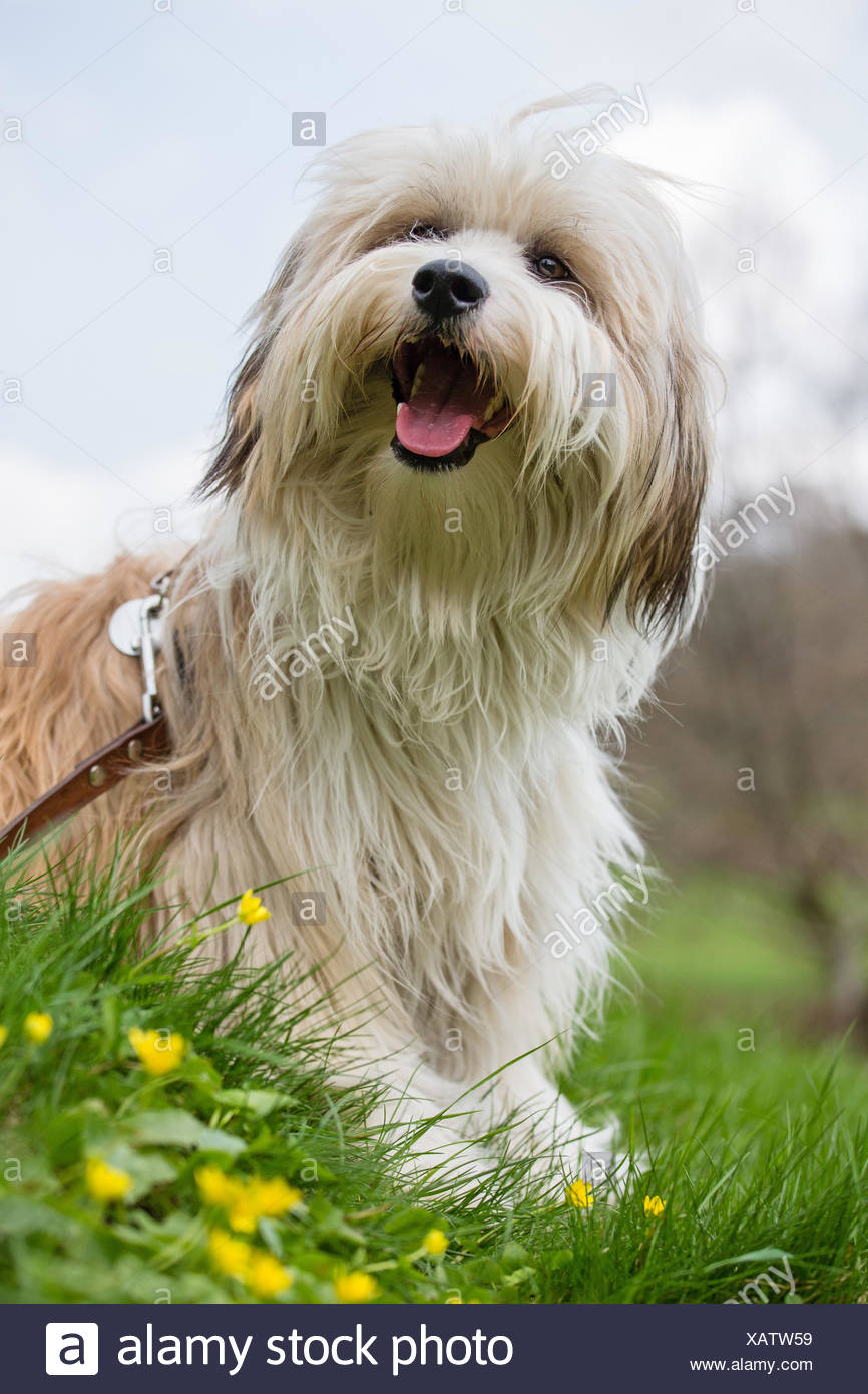 brindle tibetan terrier