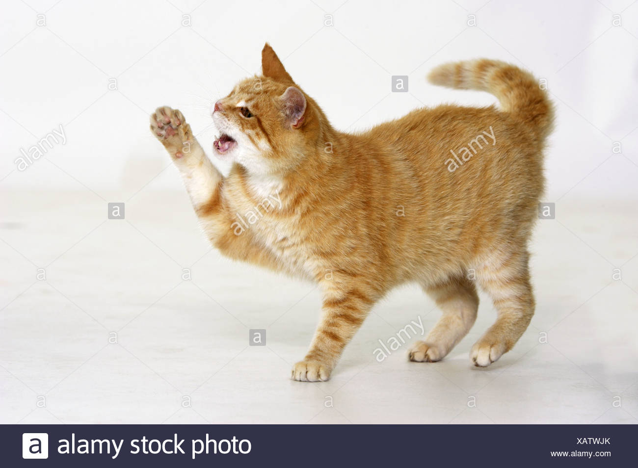 Lifts Paw High Resolution Stock Photography and Images Alamy