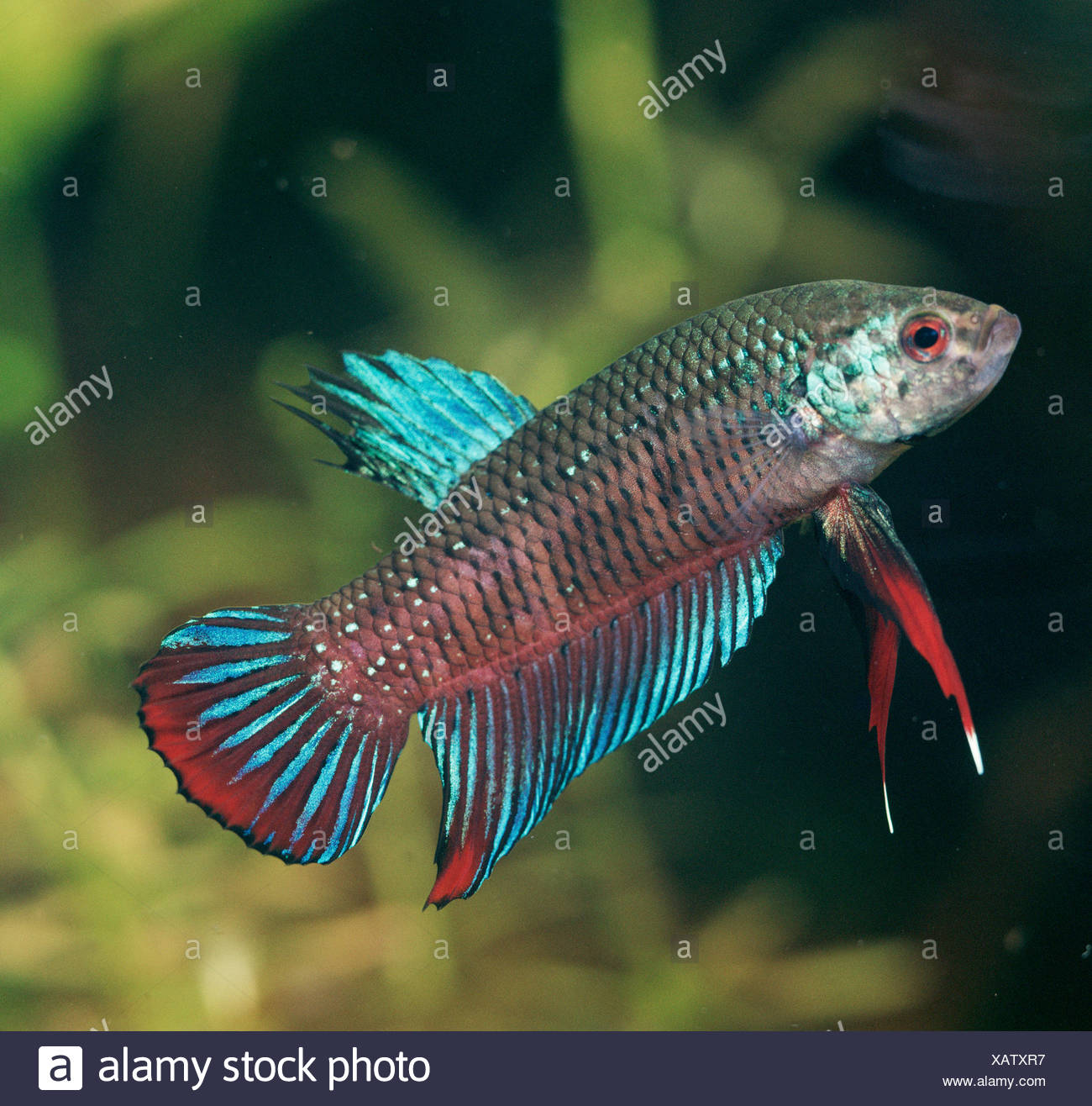 Peaceful Betta Crescent Betta Stock Photo Alamy
