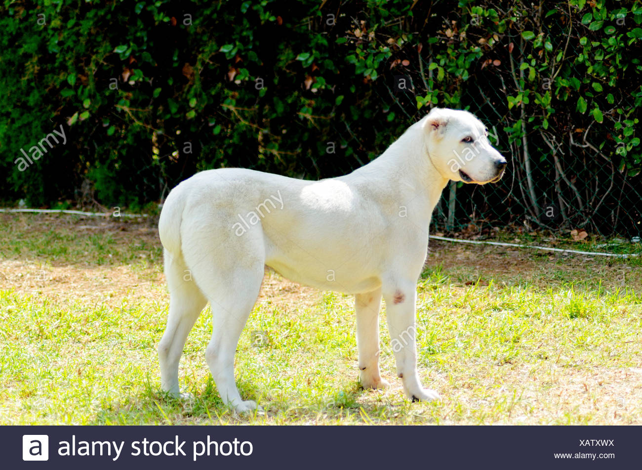 central asian shepherd for sale