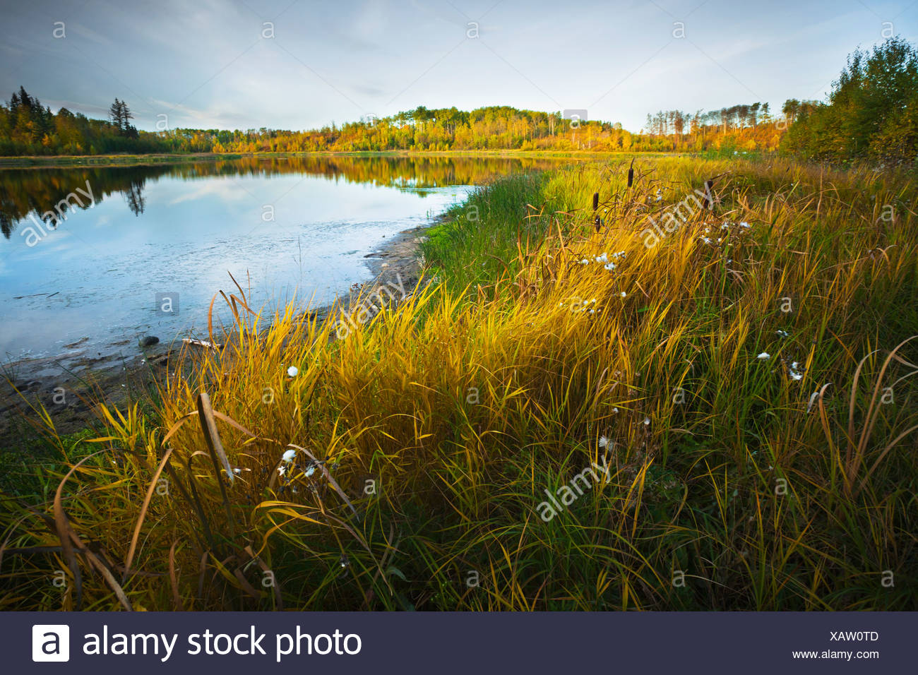 Plants Beside A Pond High Resolution Stock Photography and Images Alamy