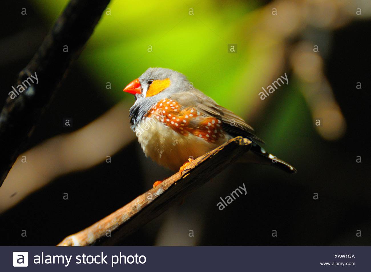 Zebra Finch Singing High Resolution Stock Photography and Images Alamy