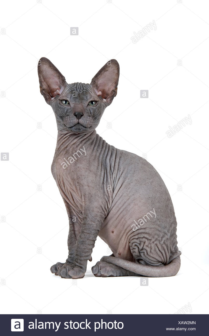 don sphynx kitten