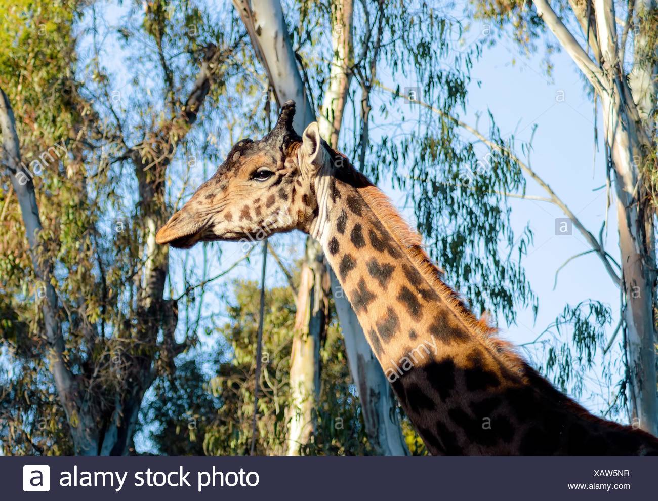 Tallest Ruminant High Resolution Stock Photography and Images - Alamy