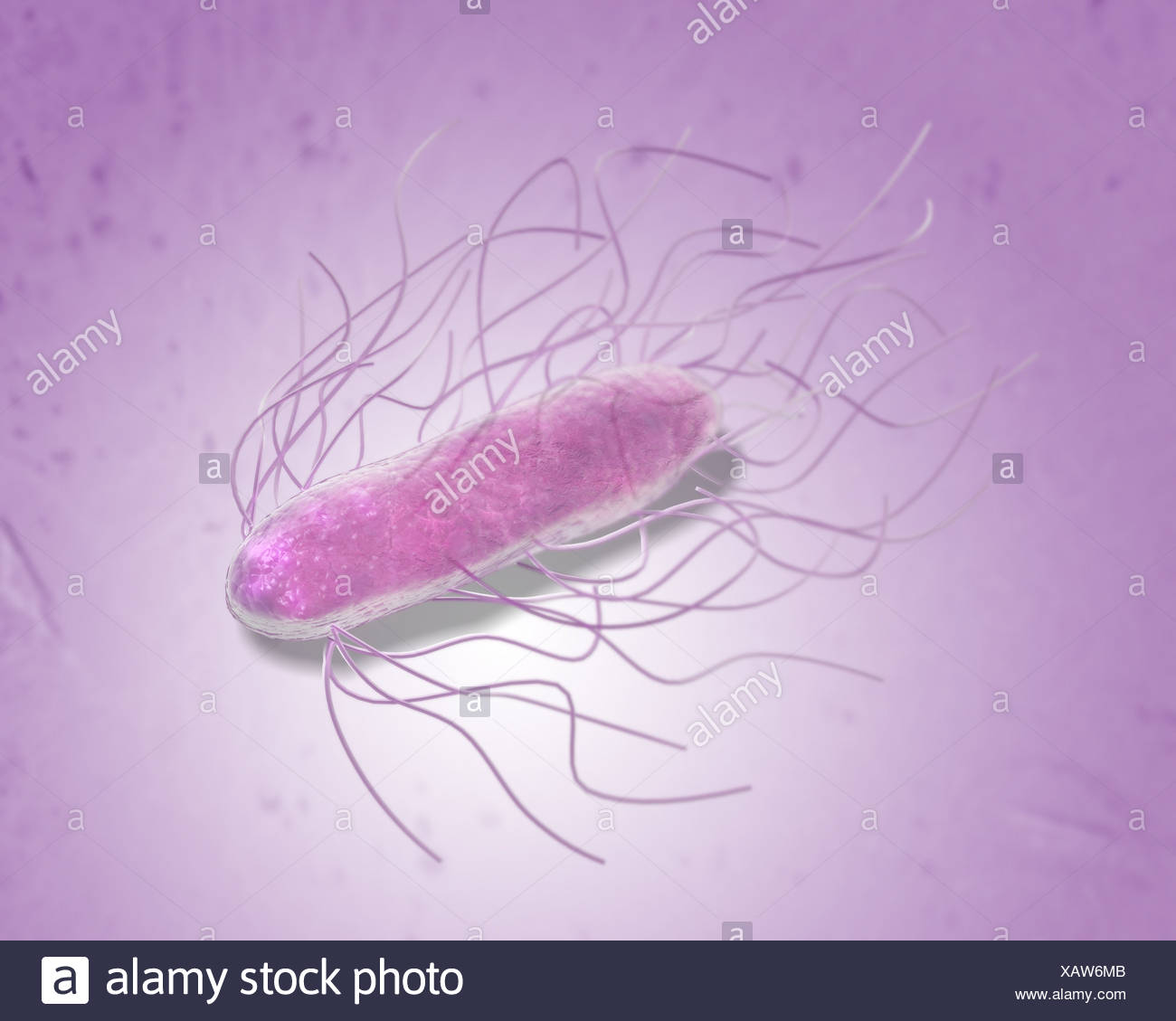 Salmonella Bacteria Stock Photo Alamy