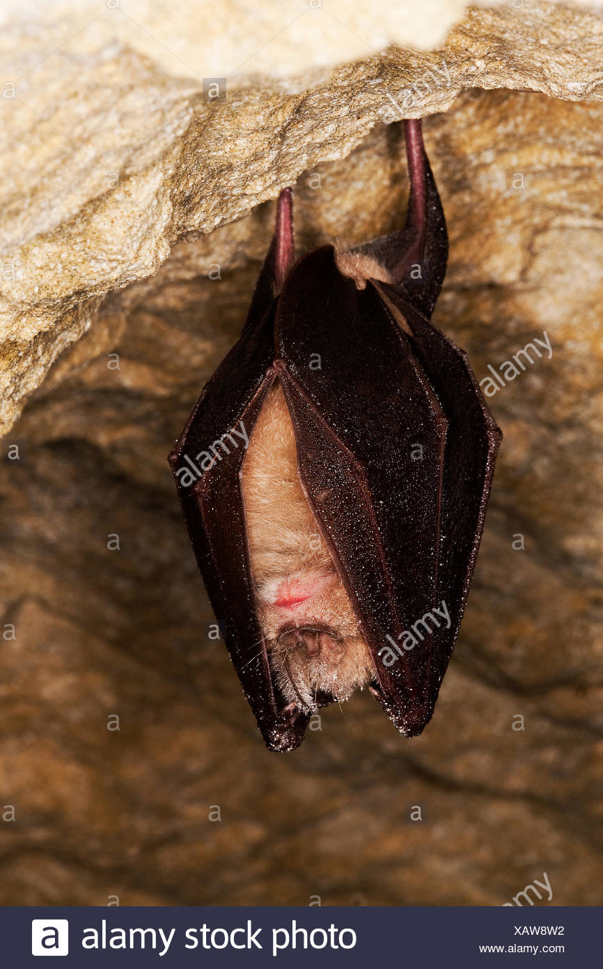 Adult Hibernating High Resolution Stock Photography and Images Alamy