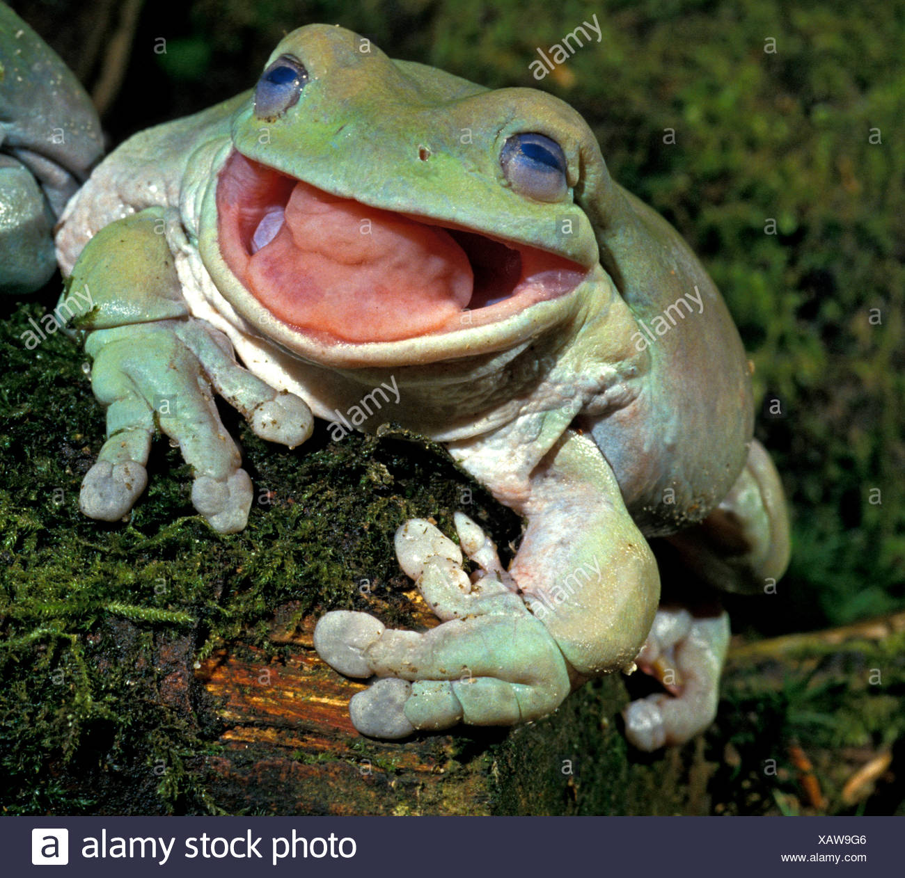 Collection 96+ Wallpaper Why Is Frog Tongue Attached In Front Of Mouth