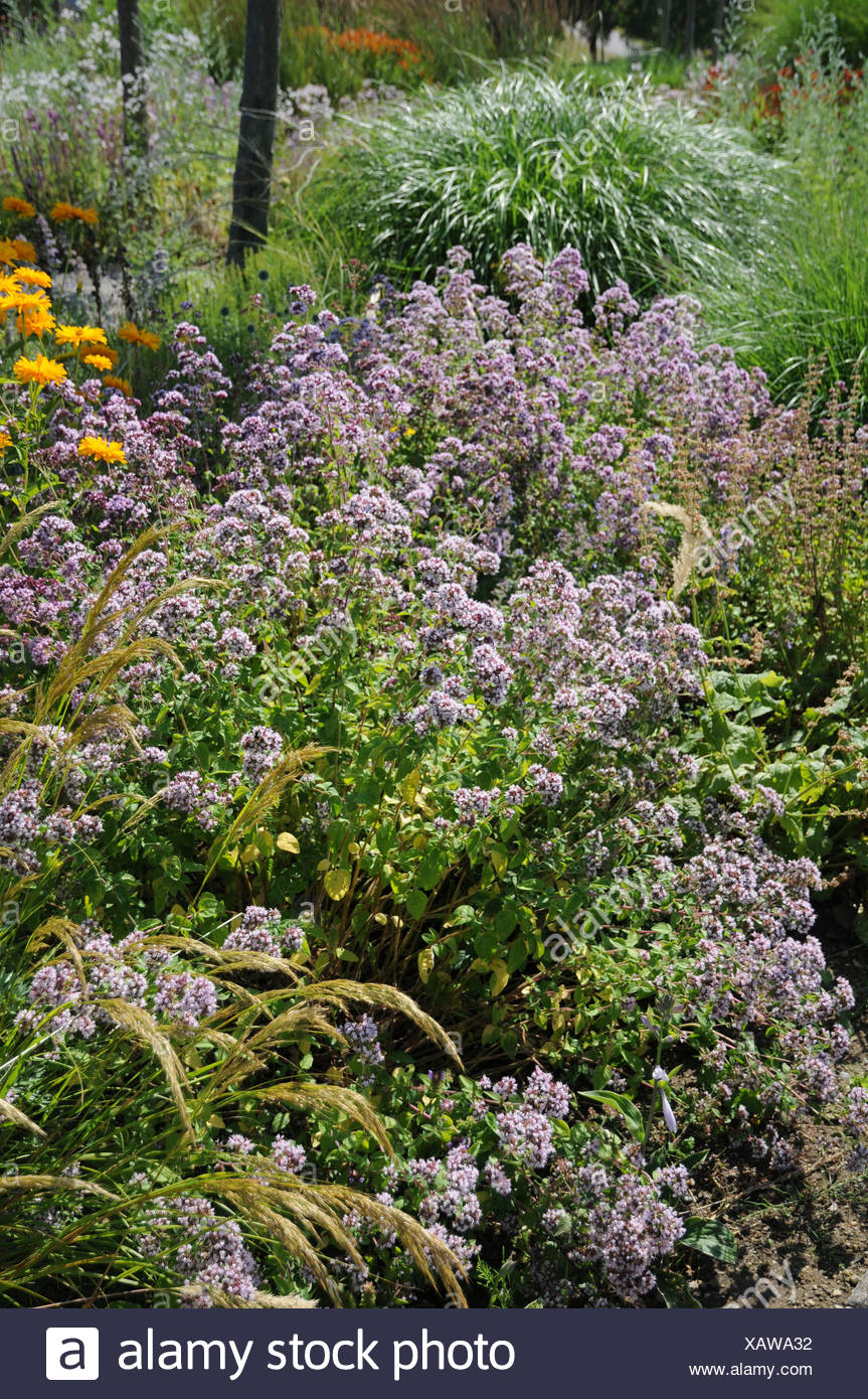 Majoran Garten High Resolution Stock Photography and Images Alamy